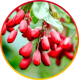 Hepatoburn Buyhepatoburn Berberine