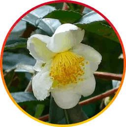 Hepatoburn Buyhepatoburn Camellia Sinensis