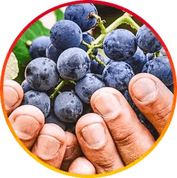 Hepatoburn Supplement Myhepatoburn Resveratrol